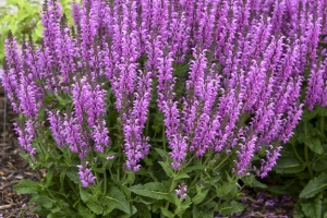 Salvia 'Back to the Fuchsia' 